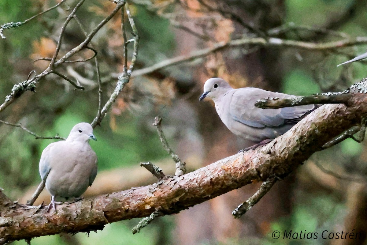 Eurasian Collared-Dove - ML622205184