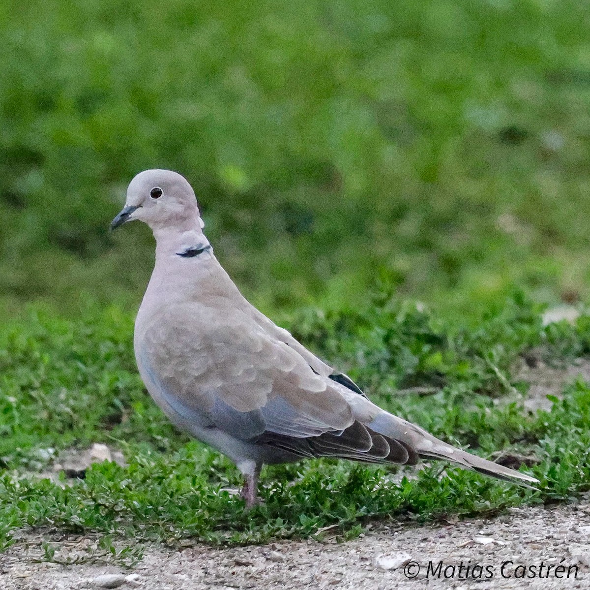 Eurasian Collared-Dove - ML622205203