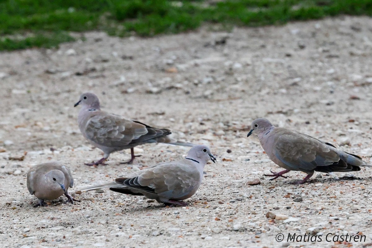 Eurasian Collared-Dove - ML622205205