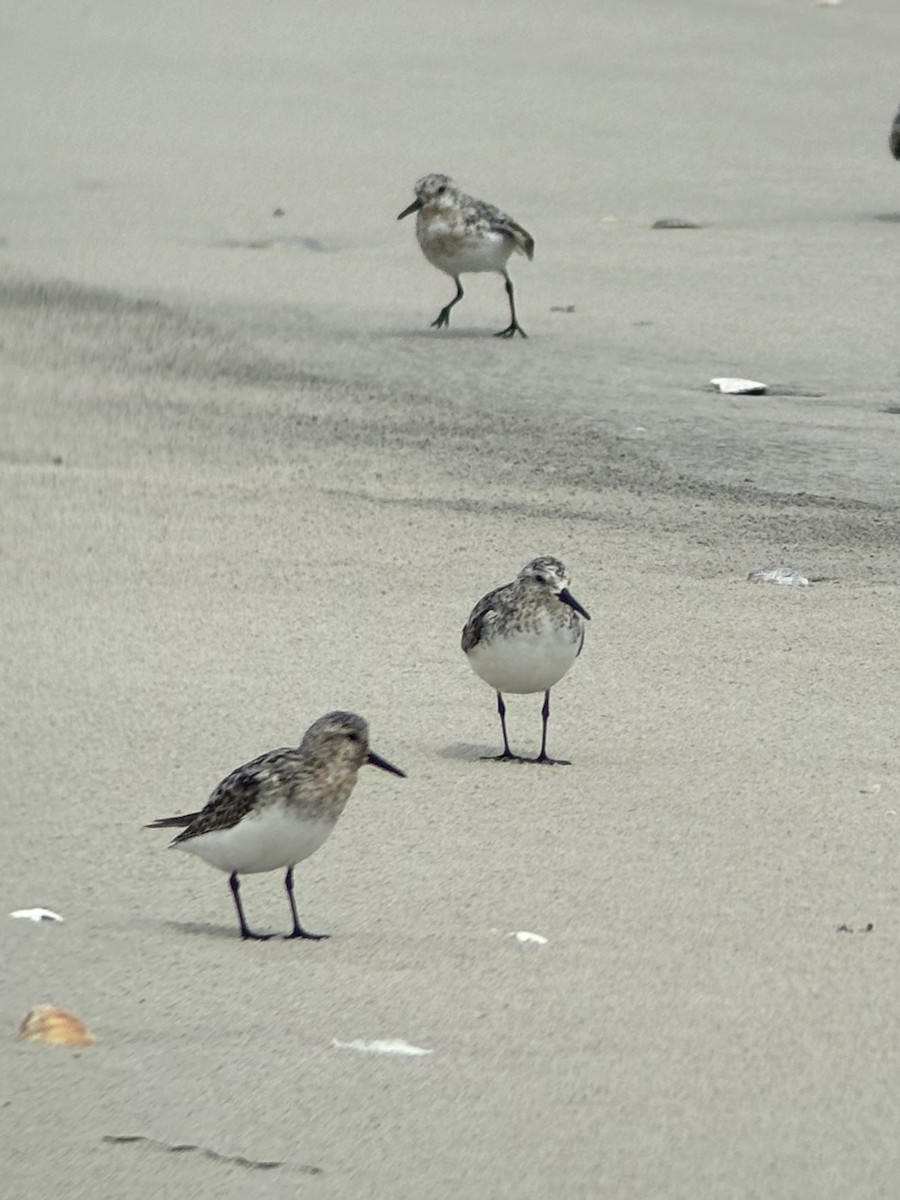 Sanderling - Colin Little