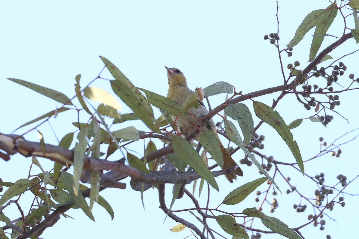 Bullock's Oriole - ML622205321