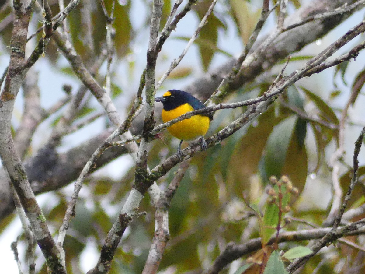 White-vented Euphonia - ML622205376