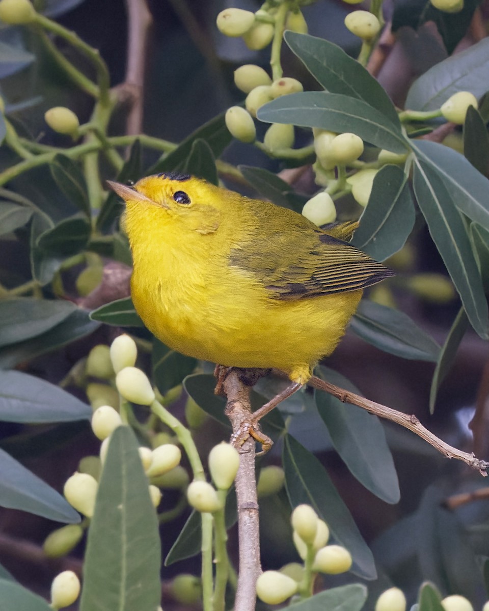 Wilson's Warbler - ML622205381