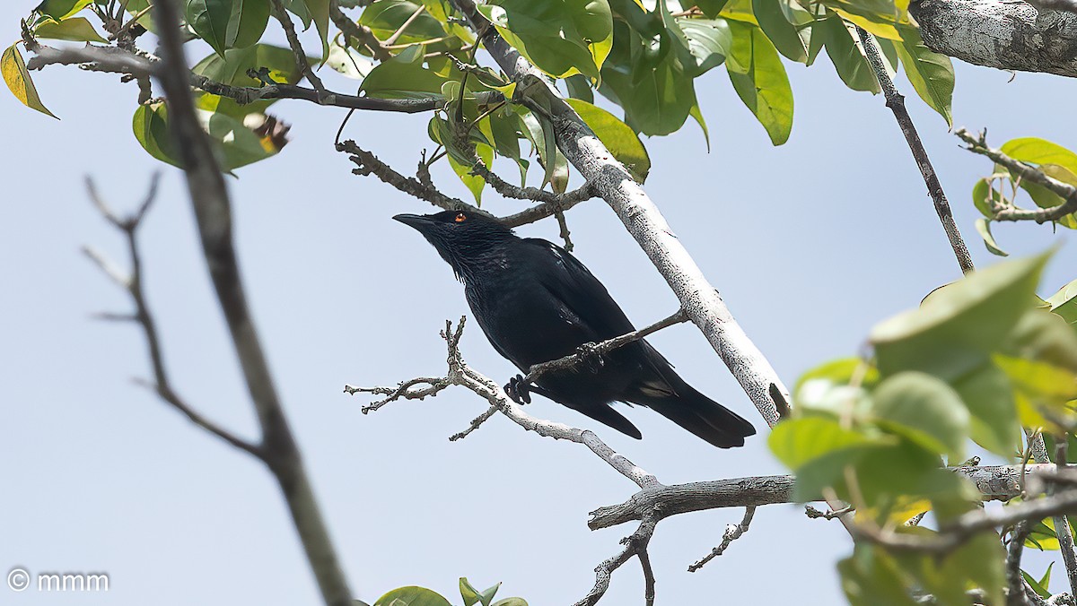 Singing Starling - ML622205497