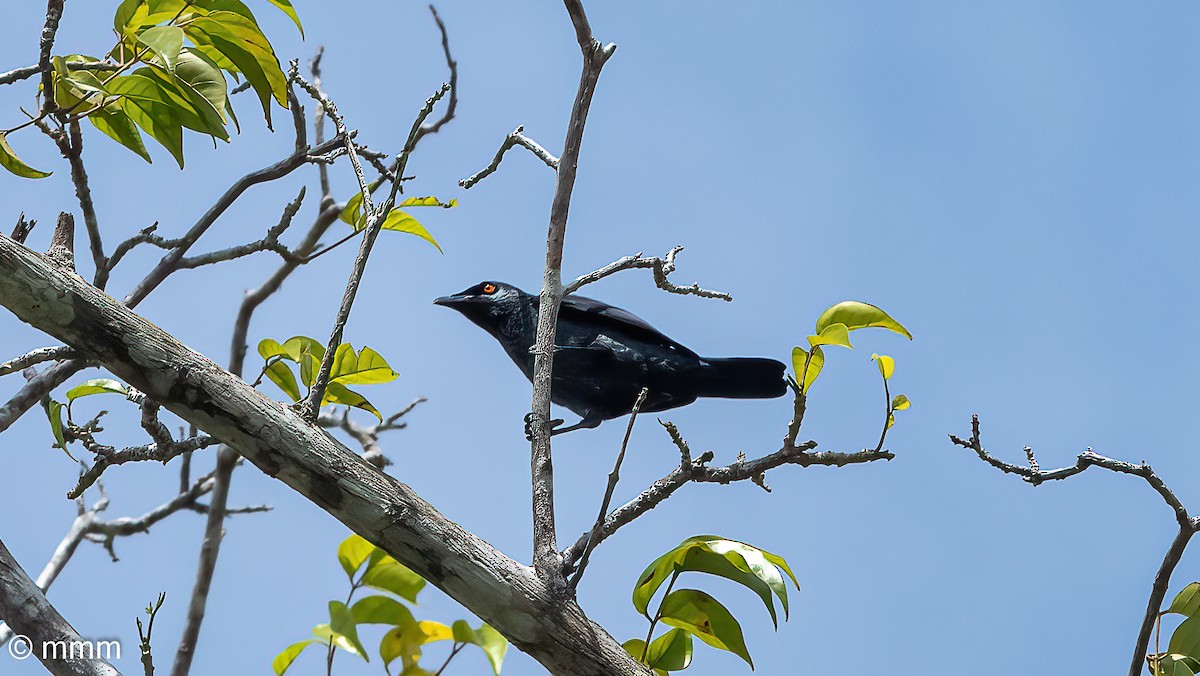 Singing Starling - ML622205499