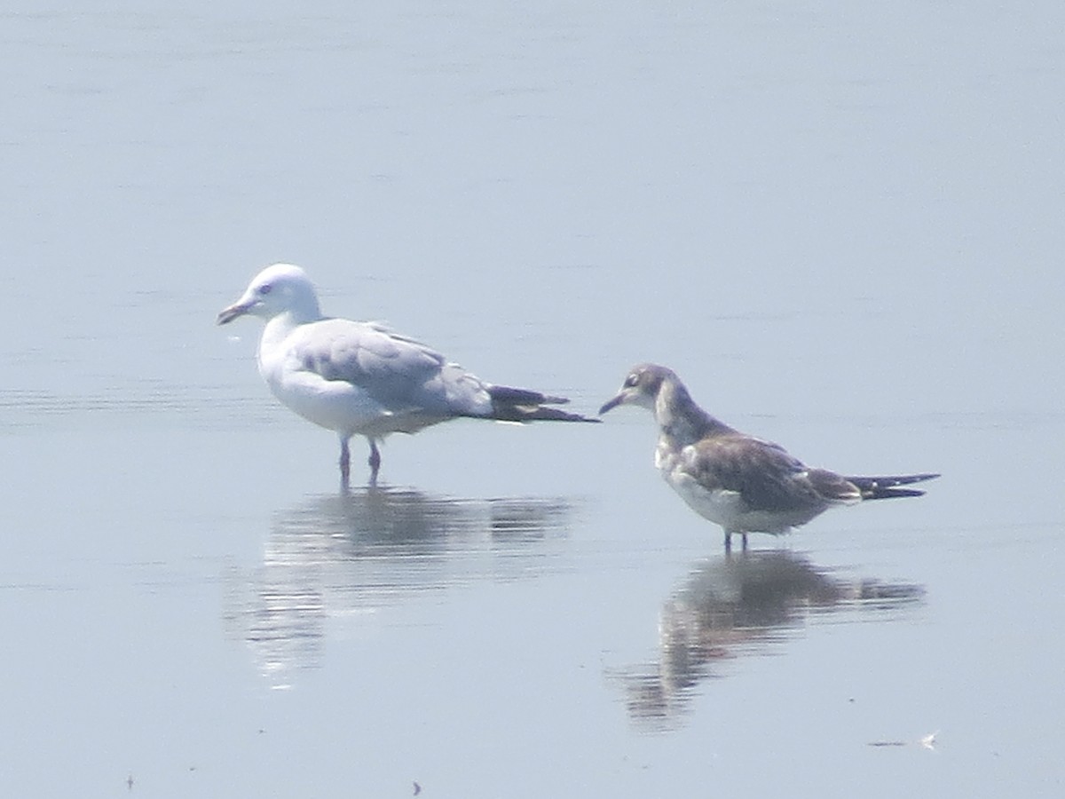 Franklin's Gull - ML622205557