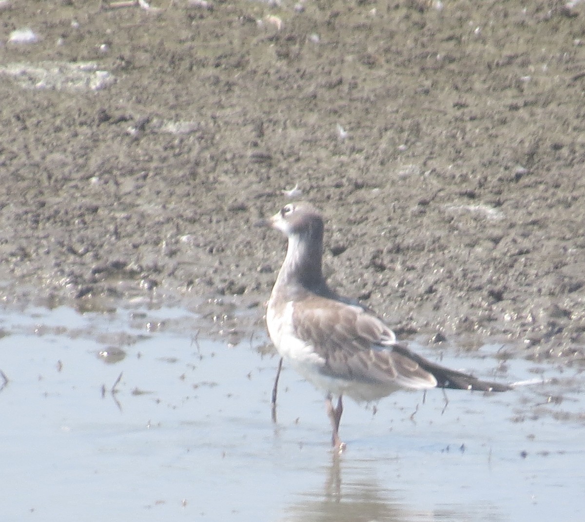 Franklin's Gull - ML622205600