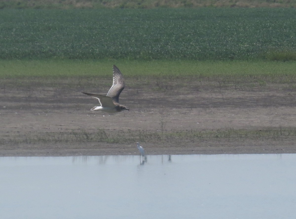 Franklin's Gull - ML622205651