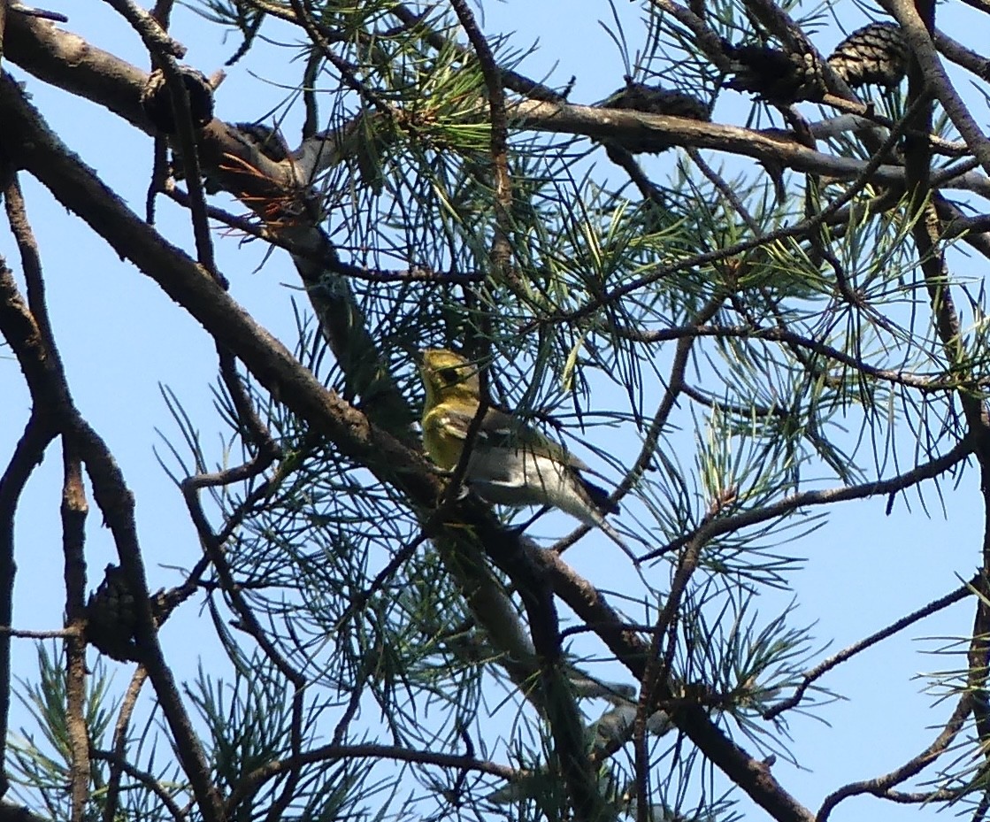 Yellow-throated Vireo - ML622205652