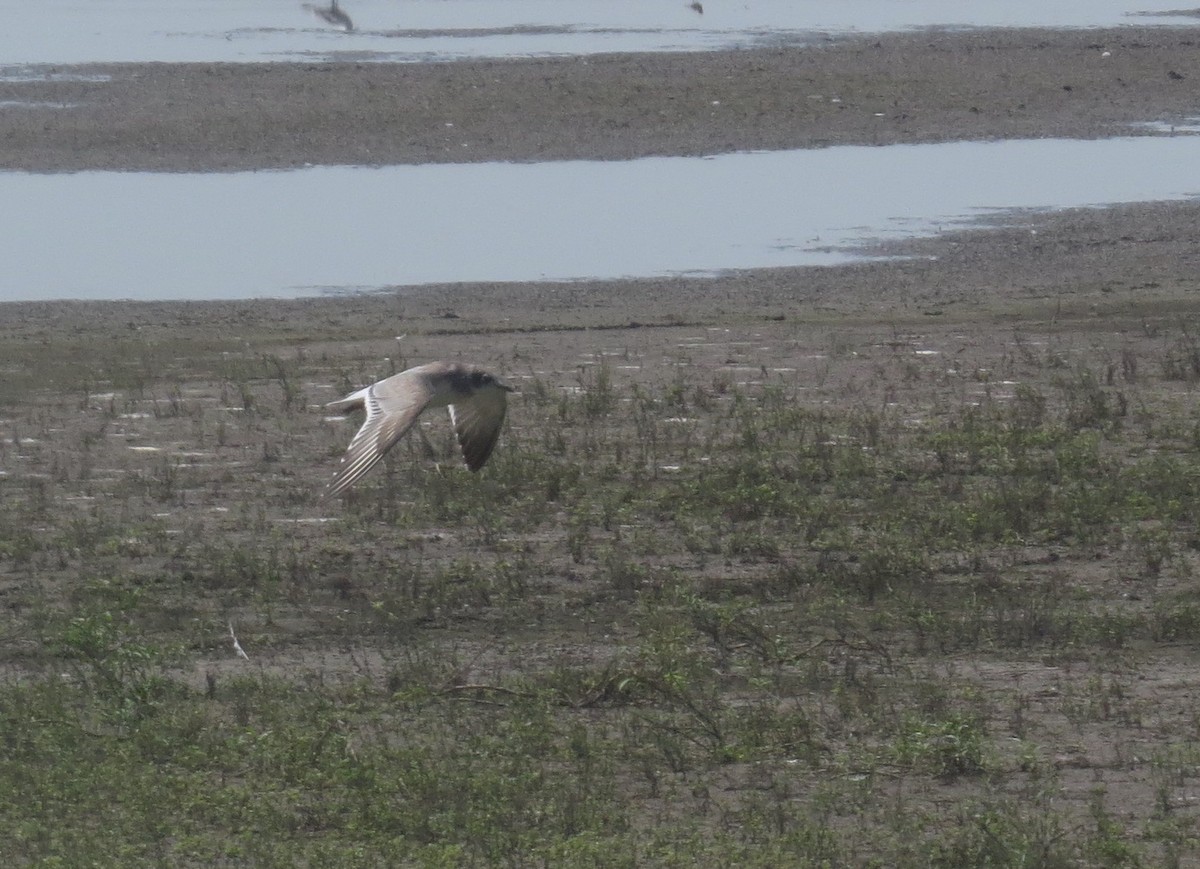 Franklin's Gull - ML622205673