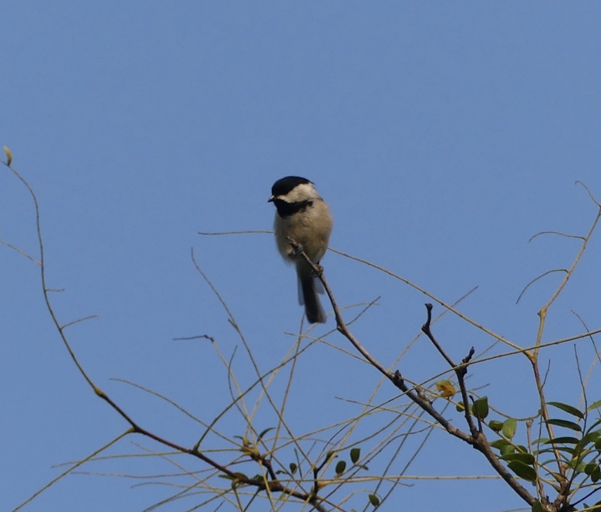 Carolina Chickadee - ML622205678