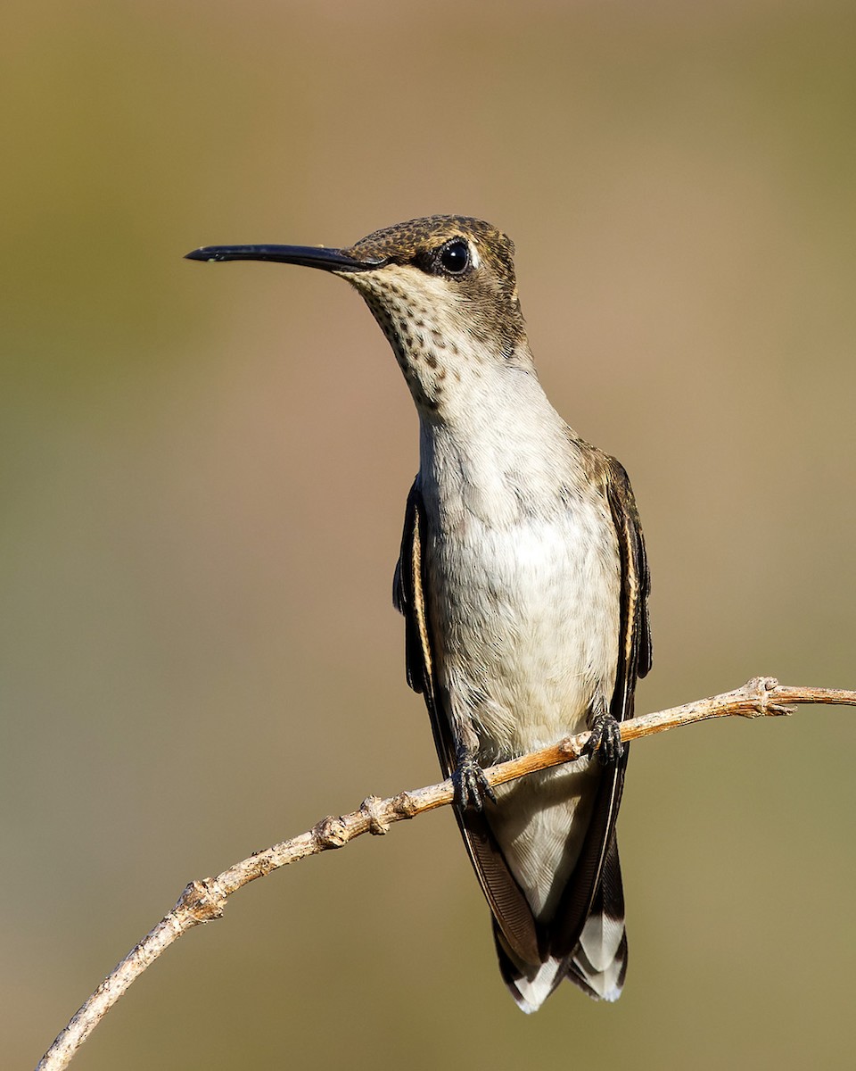 Black-chinned Hummingbird - ML622205755