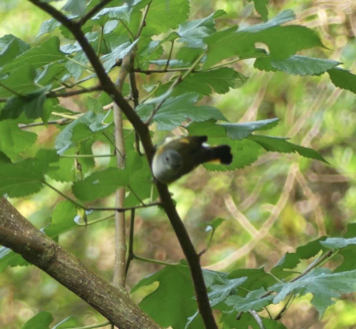 American Redstart - ML622205782