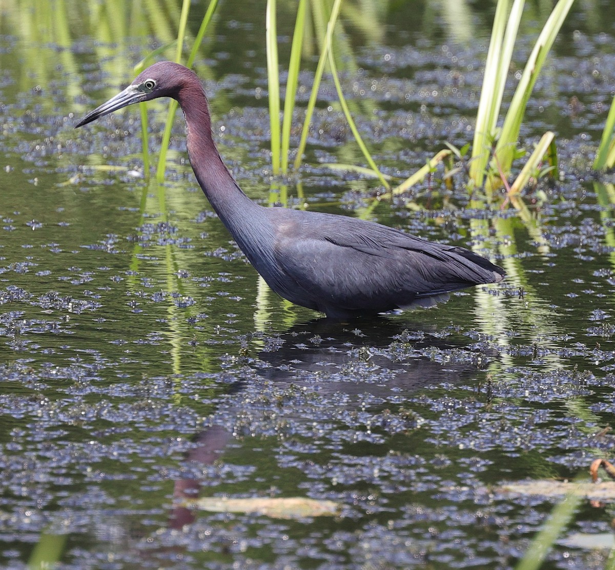 Little Blue Heron - ML622205952