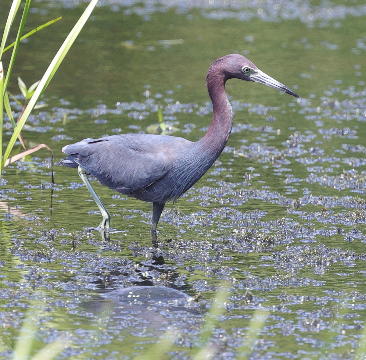 Little Blue Heron - ML622205956