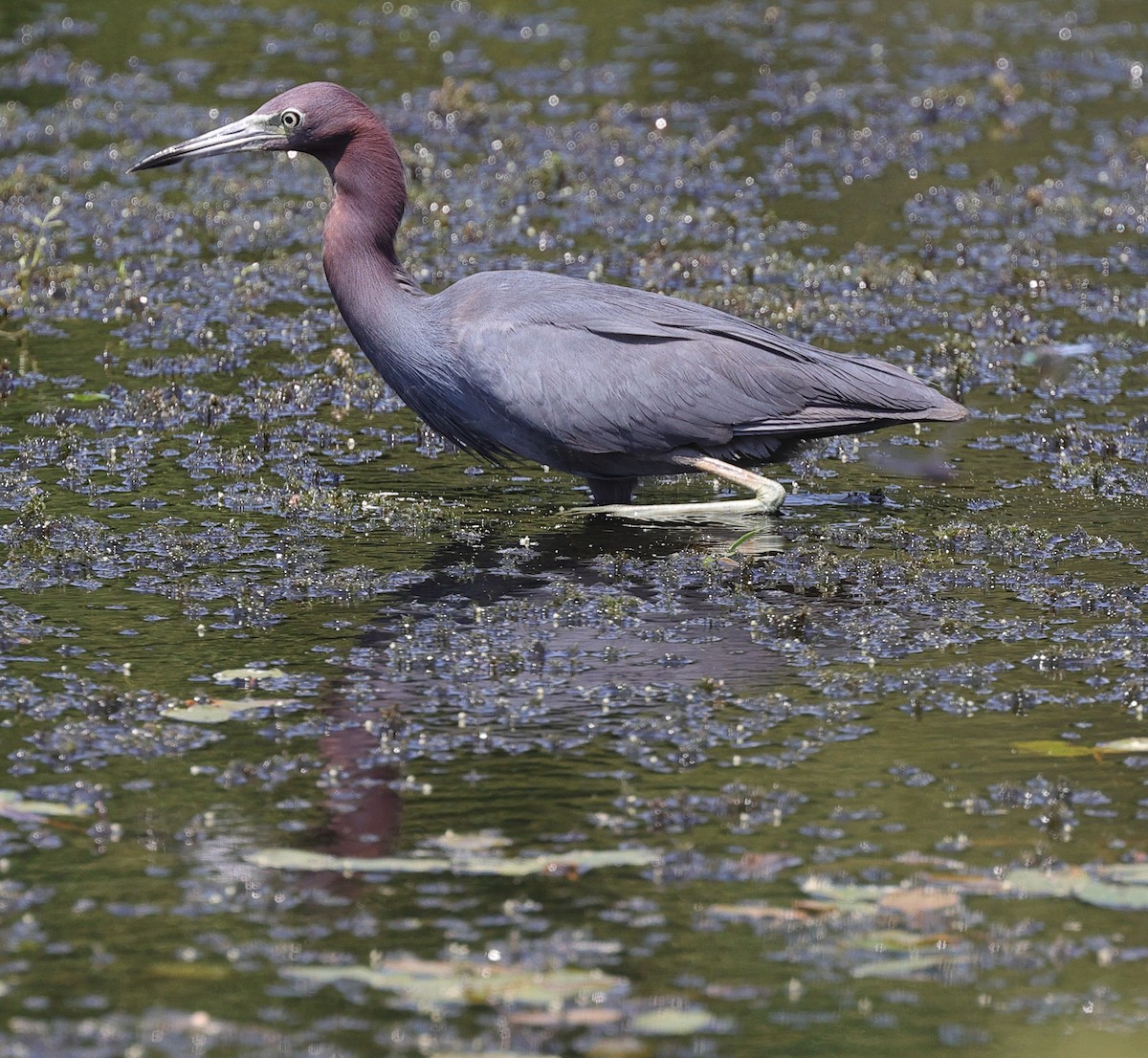 Little Blue Heron - ML622205961