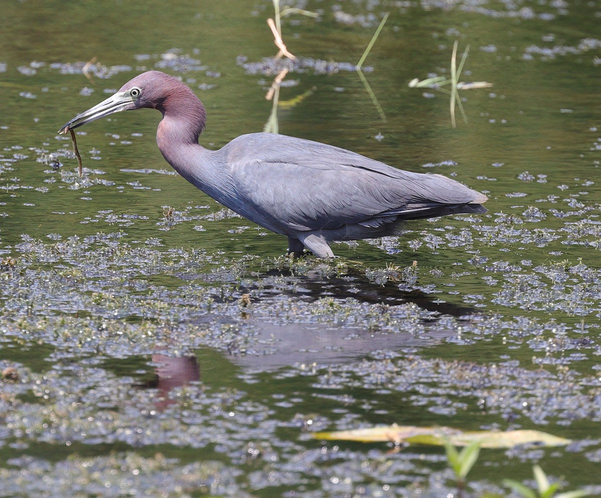 Little Blue Heron - ML622205963