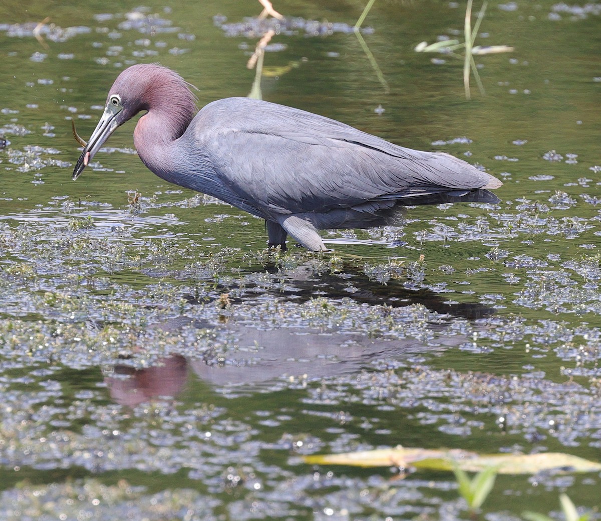 Little Blue Heron - ML622205968