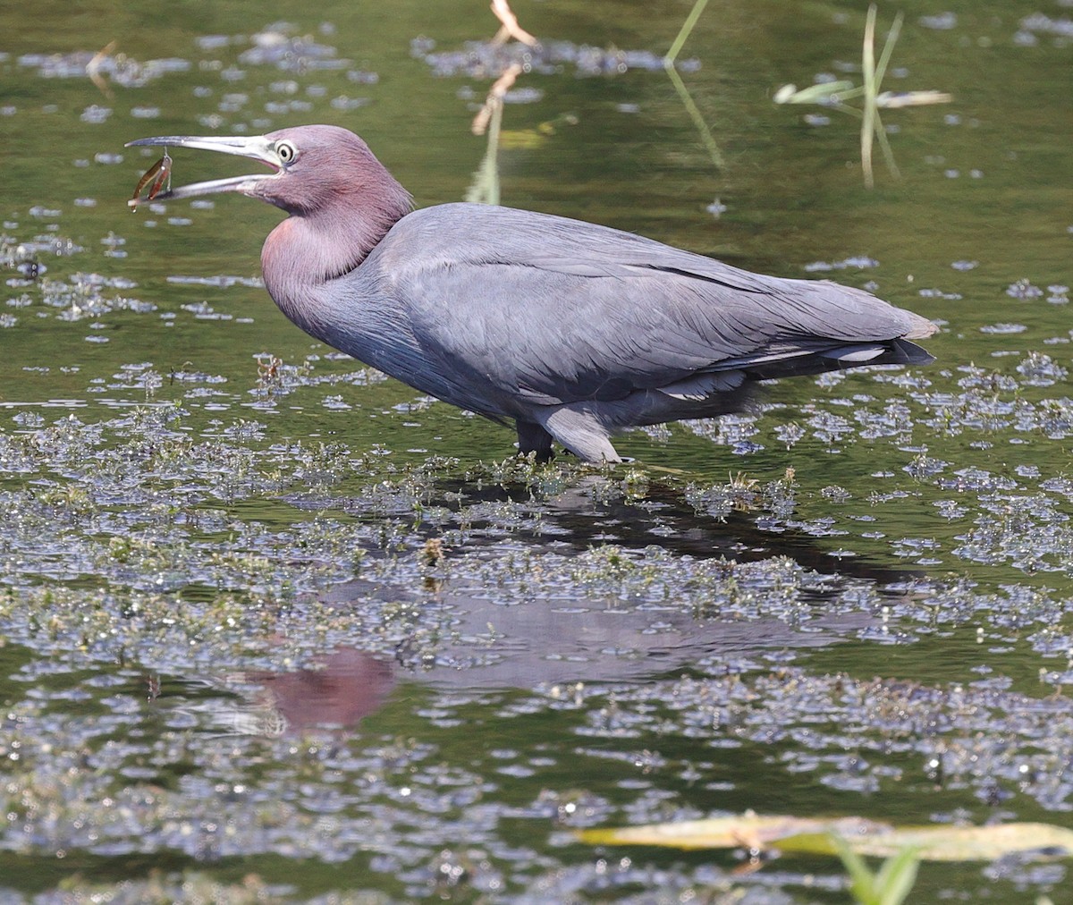 Little Blue Heron - ML622205977