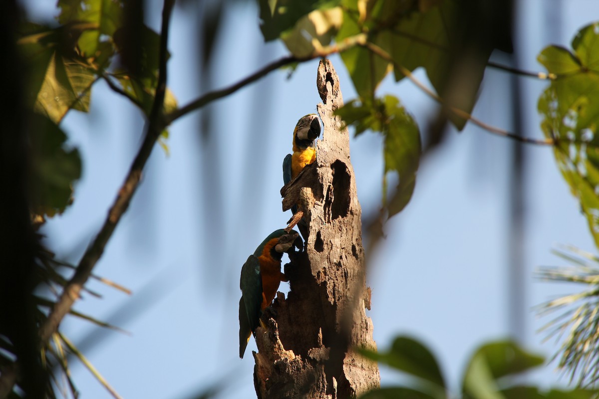 Blue-and-yellow Macaw - Tony Byrne