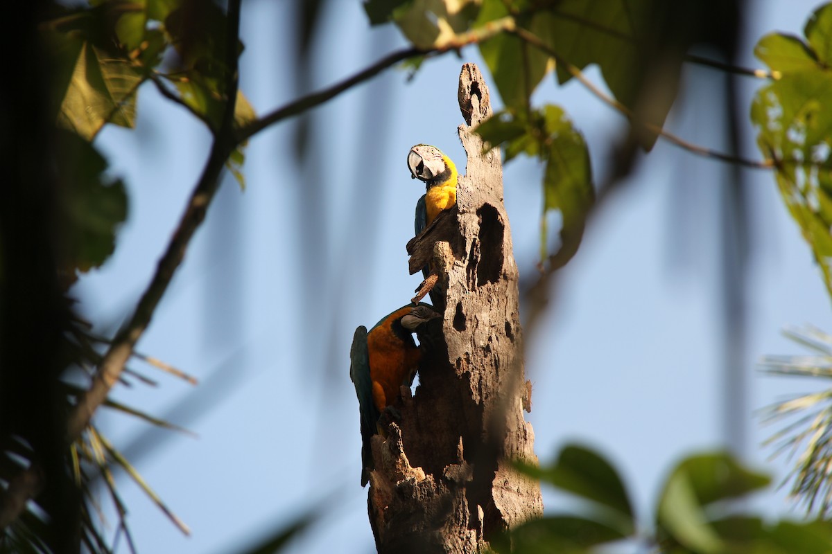 Blue-and-yellow Macaw - ML622205986