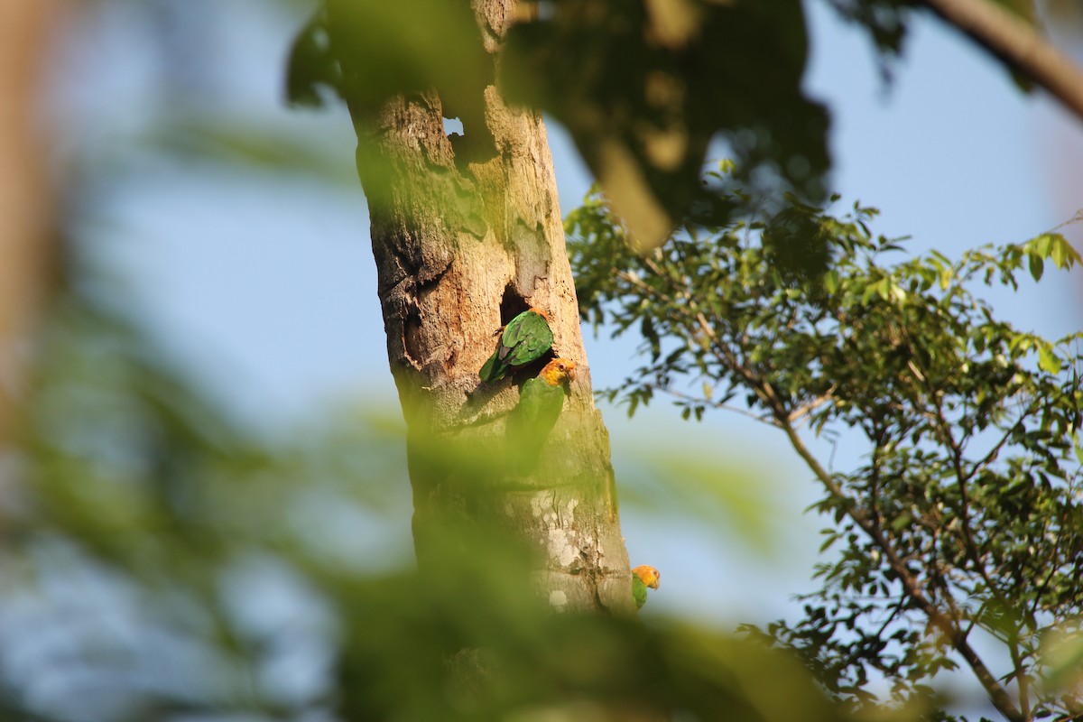 White-bellied Parrot - ML622205989