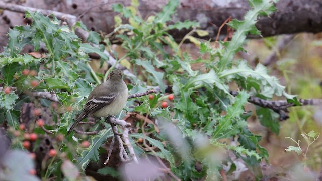 Hammond's Flycatcher - ML622206019