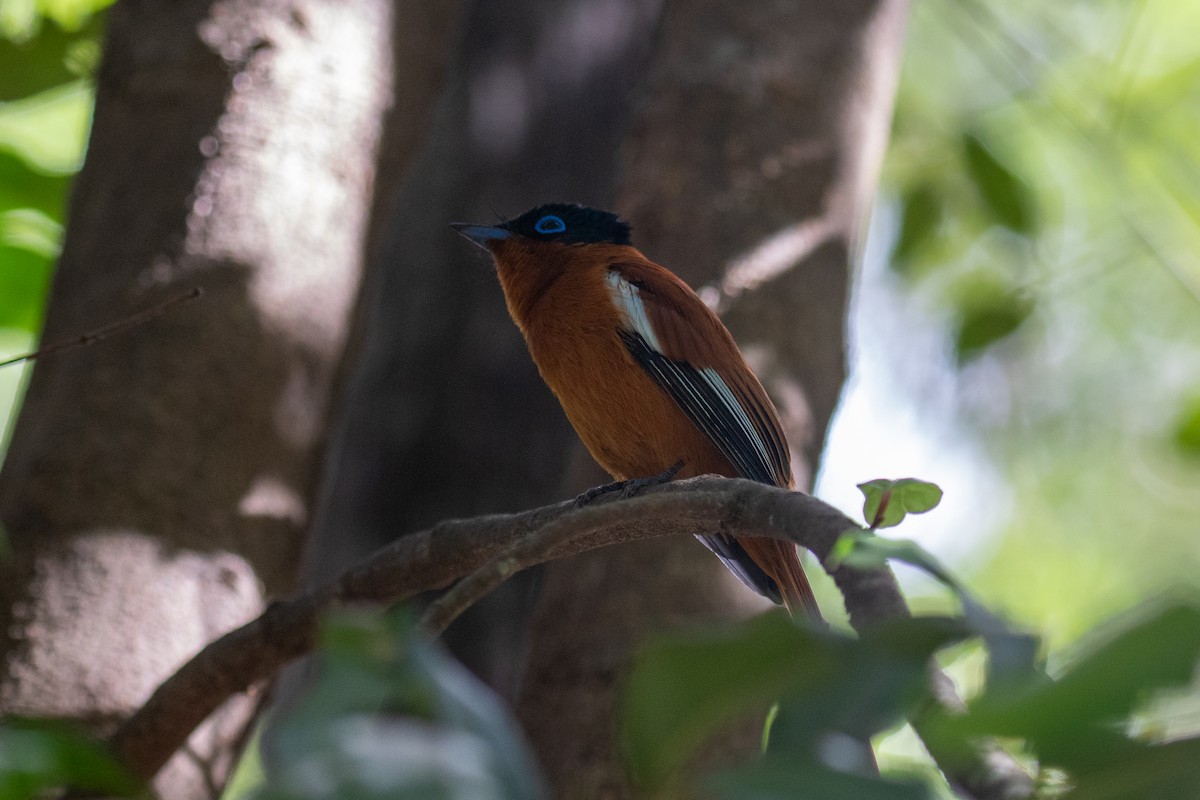 Malagasy Paradise-Flycatcher - ML622206064