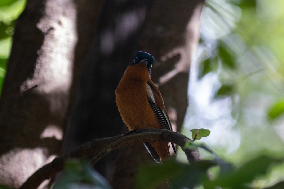 Malagasy Paradise-Flycatcher - ML622206065