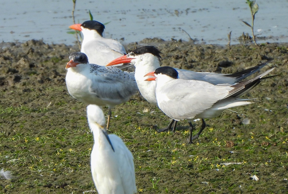 Caspian Tern - Susan Brauning