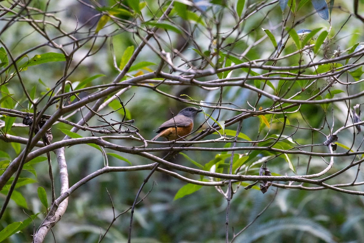 Forest Rock-Thrush - ML622206102