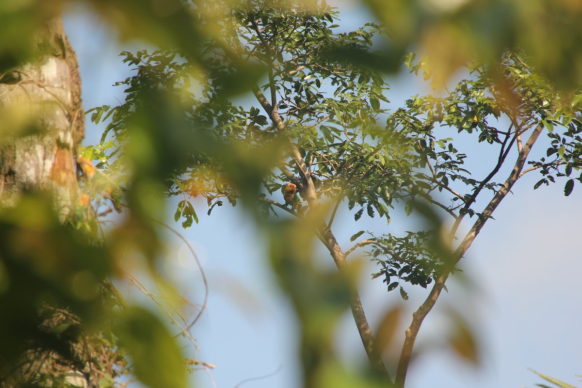 White-bellied Parrot - ML622206131