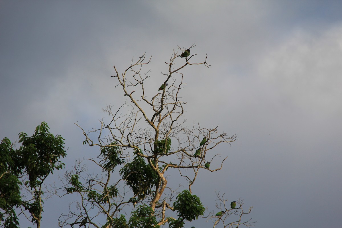 Blue-headed Parrot - ML622206160