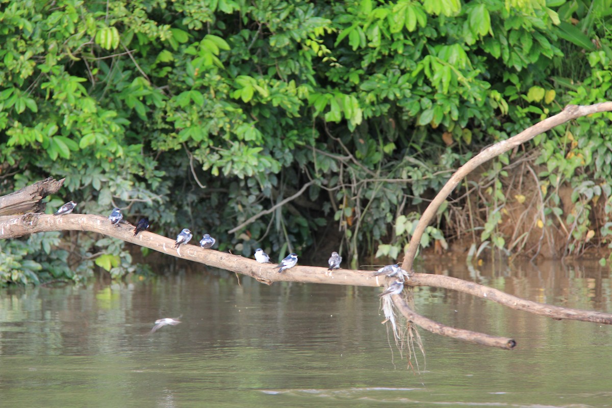 White-winged Swallow - ML622206162