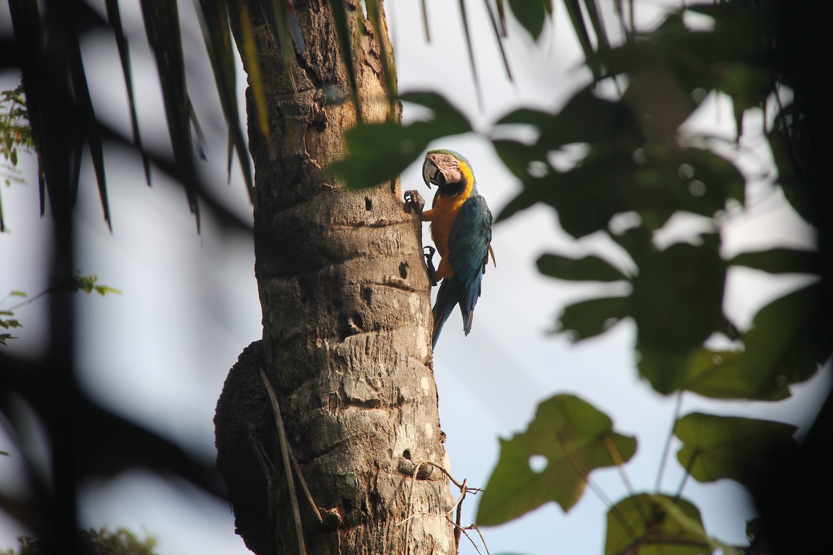 Blue-and-yellow Macaw - ML622206177