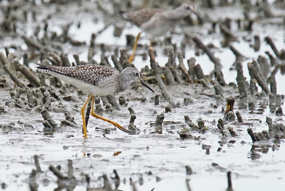 gulbeinsnipe - ML622206198