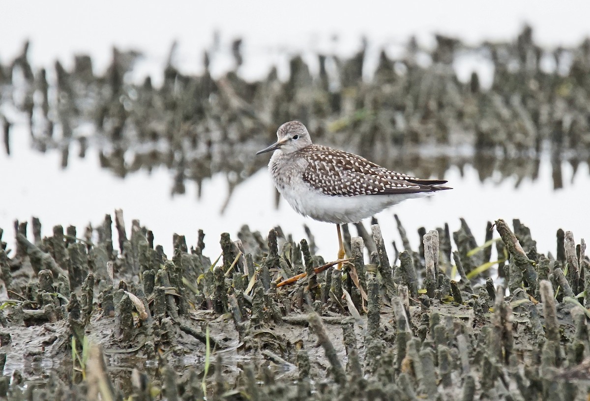 Lesser Yellowlegs - ML622206199