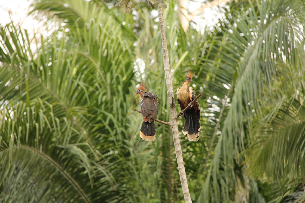 Hoatzin - ML622206200