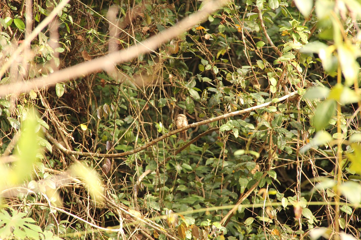 Ladder-tailed Nightjar - ML622206217