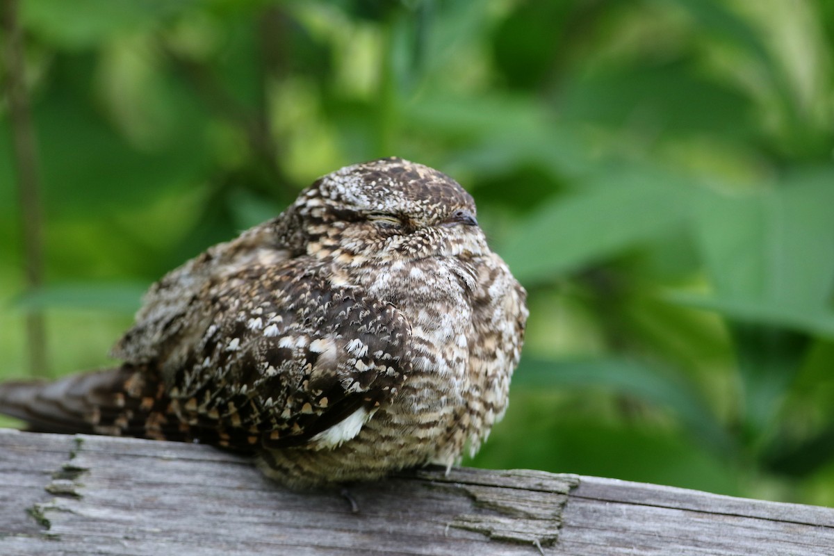 Lesser Nighthawk - ML62220631