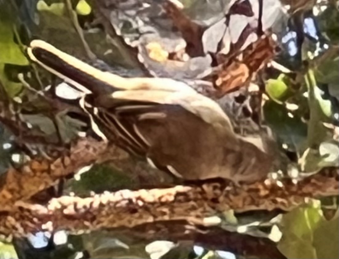 Hutton's Vireo - ML622206361