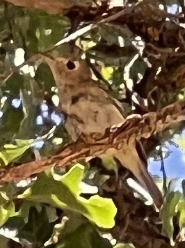 Hutton's Vireo - ML622206362