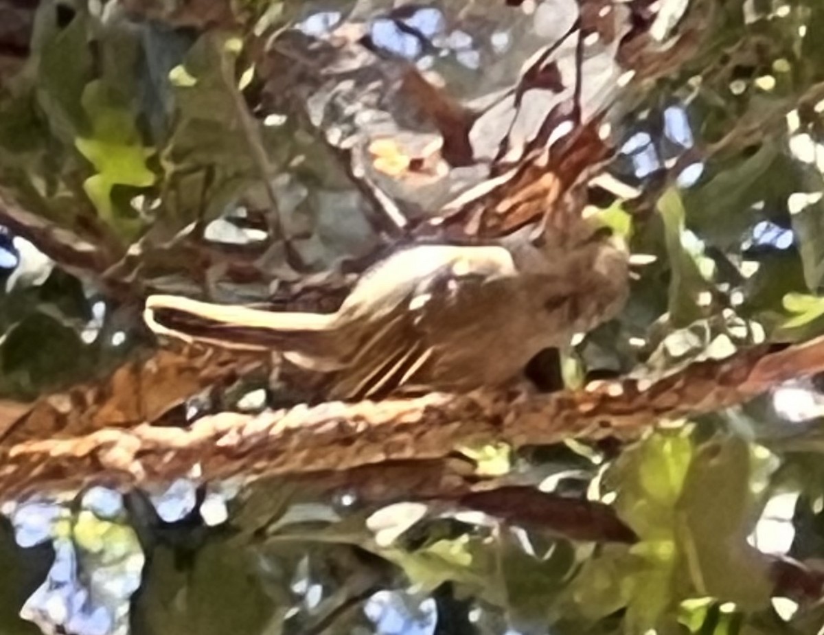 Hutton's Vireo - ML622206363