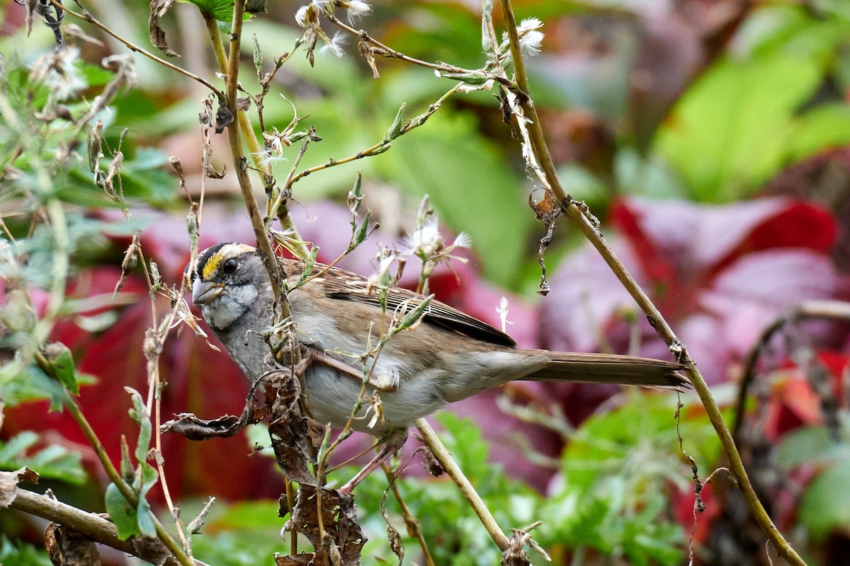 White-throated Sparrow - Jay Dia