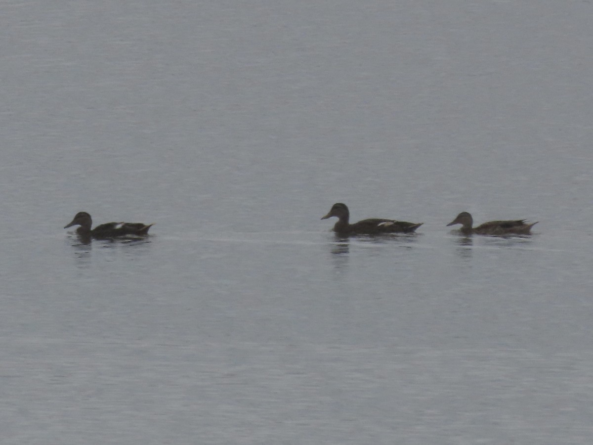 Mallard/American Black Duck - ML622206390