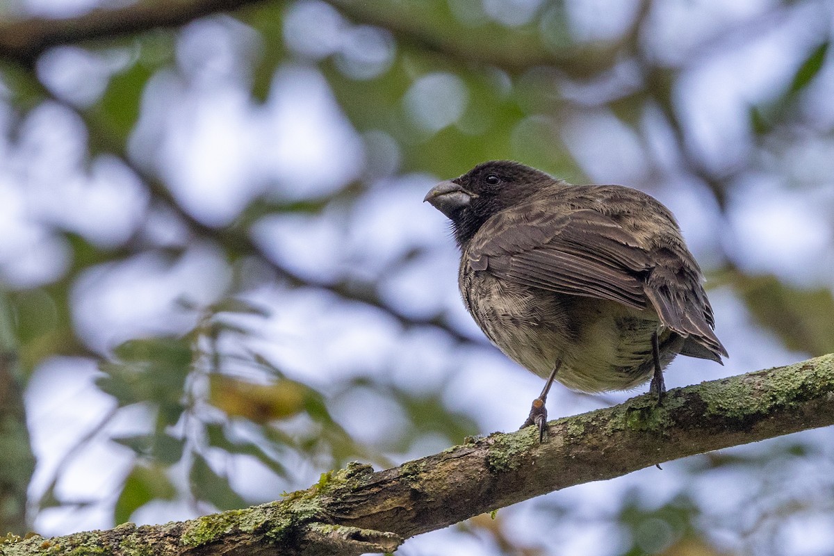 Vegetarian Finch - ML622206444