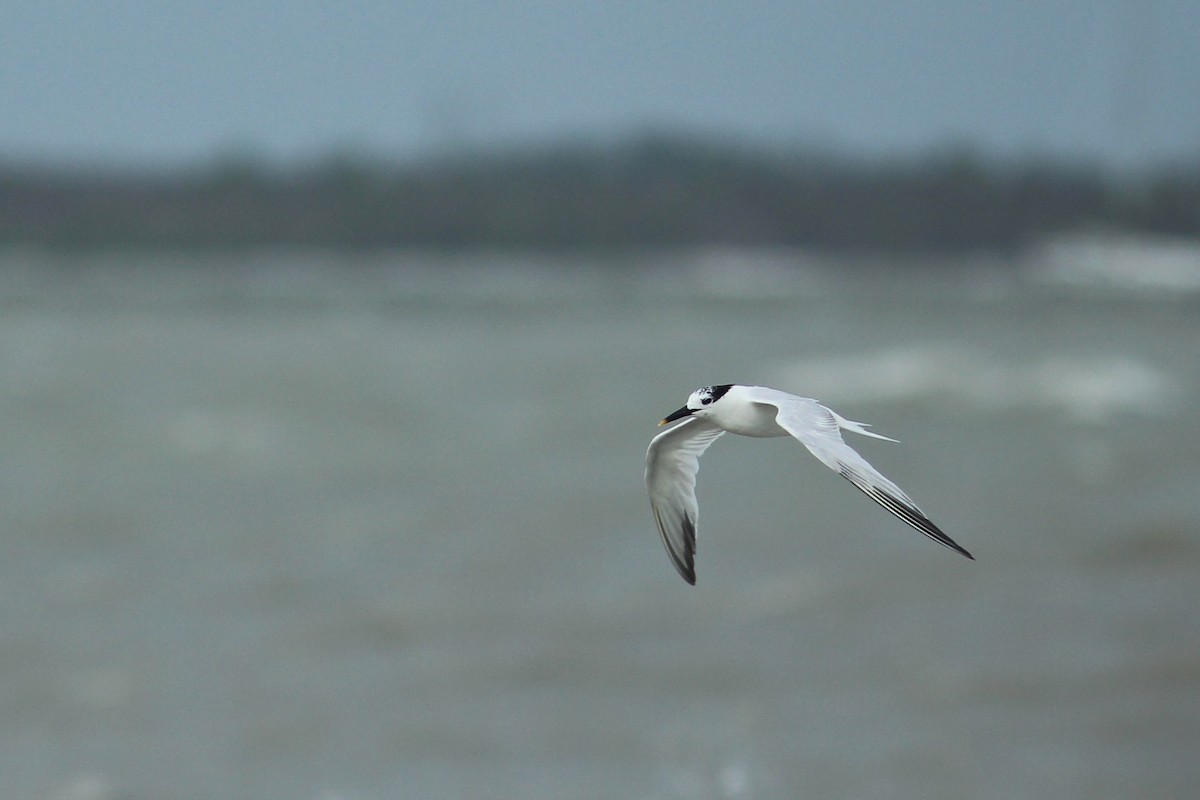 Sandwich Tern - Oscar Johnson