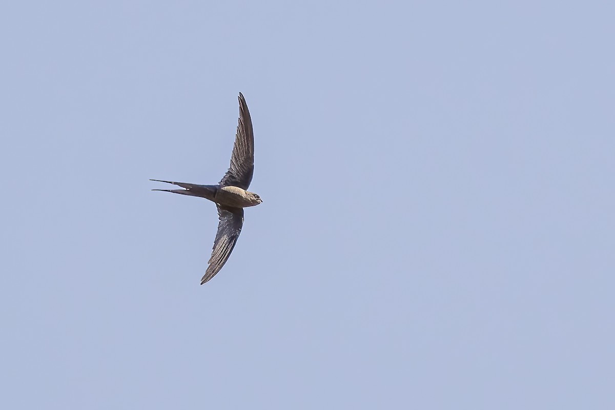 African Palm Swift - Michael Ortner