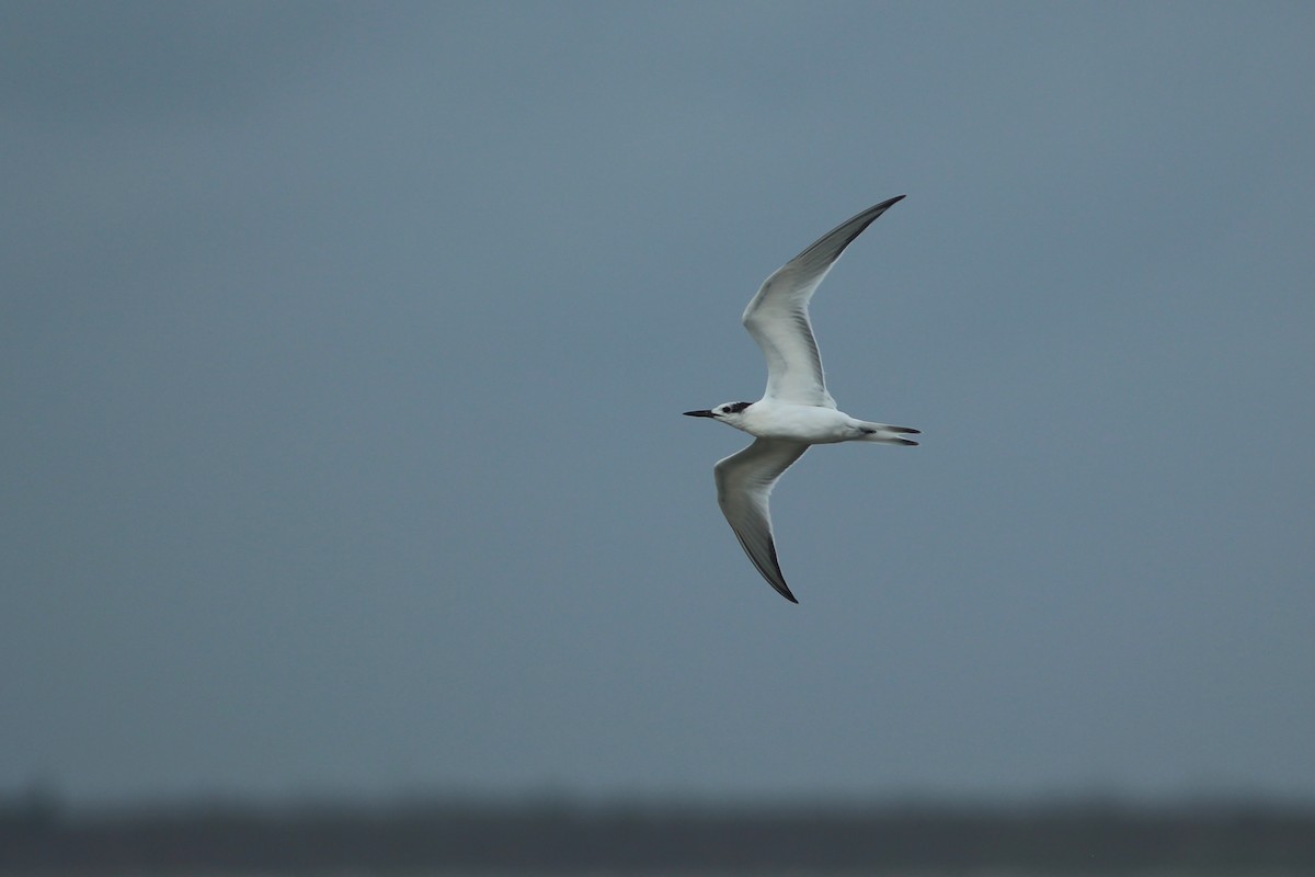 Sandwich Tern - Oscar Johnson