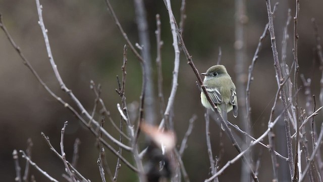 Hammond's Flycatcher - ML622206556